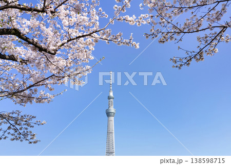 桜とスカイツリー 桜とスカイツリー 138598715