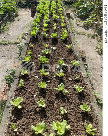 Rows Of Fresh Green Lettuce Lactuca Sativa Growing In Soil Bed Rows Of Fresh Green Lettuce Lactuca Sativa Growing In Soil Bed 138598941