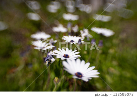 オステオスペルマムの花畑 独特なぐるぐるボケと白い花 春の自然背景素材 138599078