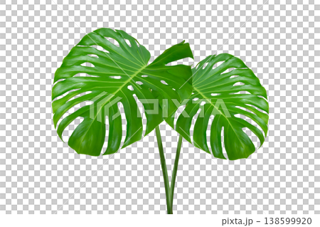 Monstera leaves leaves with Isolate Leaves on transparent background PNG file. Monstera deliciosa leaf isolated on transparent background, a tropical plant foliage Monstera leaves leaves with Isolate Leaves on transparent background PNG file. Monstera deliciosa leaf isolated on transparent background, a tropical plant foliage 138599920