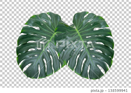 Monstera leaves leaves with Isolate  Leaves on transparent background PNG file. Monstera deliciosa leaf isolated on transparent background, a tropical plant foliage 138599941