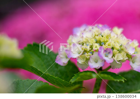 ピンクの背景に映える紫陽花（初夏の花） 138600034