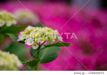 ピンクの背景に映える紫陽花（初夏の花） 138600035