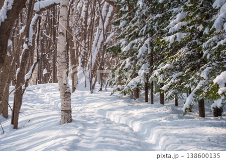 降雪直後の森の散策路 雪に覆われた冬の風景 降雪直後の森の散策路 雪に覆われた冬の風景 138600135