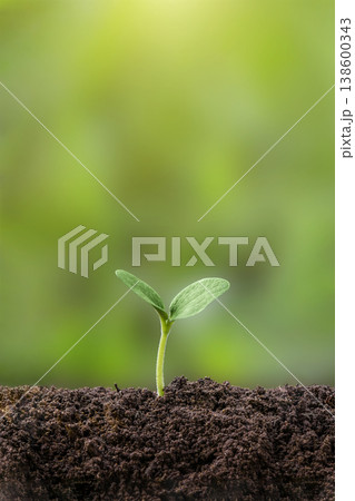 Plant growth evolution from seed to sapling. Young green seedling are growing from the rich soil in sunlight. Business growth, success, development and profit. Ecology and business concept. 138600343