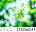 新緑の葉 138600385