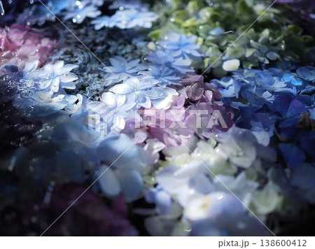 水に浮かぶ紫陽花 138600412