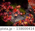 苔の上に落ちた紅葉 138600414