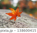 落ちた紅葉 138600415