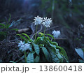 白い花 138600418