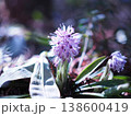 雨に濡れるアゲラタム 138600419
