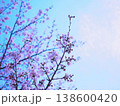 青空に映える河津桜 138600420