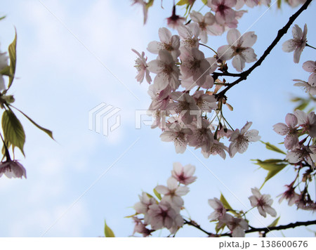3月に咲いた可愛らしいピンク色の桜の花「大漁桜（タイリョウザクラ）」 138600676