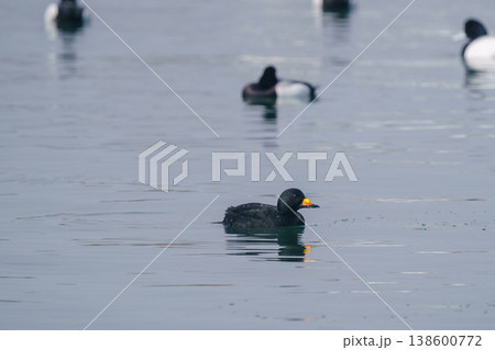 海に浮かぶクロガモ 冬の海に見られる野鳥 138600772