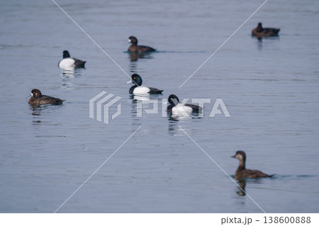 海に浮かぶスズガモの群れ 冬の海に見られる野鳥 138600888