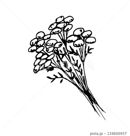 Hand-drawn ink vector drawing. Sketch black outline. A bunch of tansy twigs, wild flowers, field medicinal plants, poisonous wormwood. For label prints, packaging, pharmacy herbs. 138600937