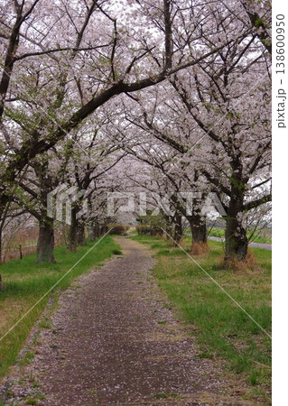桜のトンネル 桜のトンネル 138600950