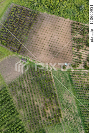 Aerial view of agricultural land. Valley of fruit farms. 138600951