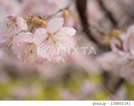 晴れた3月に咲いた美しいサクラの花「伊豆多賀紅(イズタガベニ)」 晴れた3月に咲いた美しいサクラの花「伊豆多賀紅(イズタガベニ)」 138601141