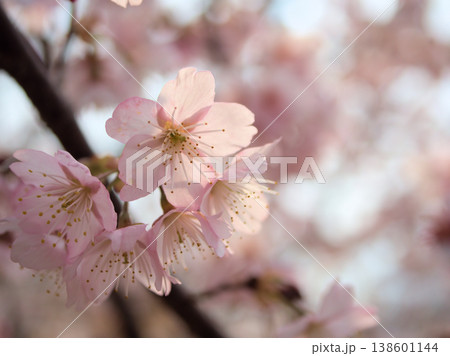 晴れた3月に咲いた美しいサクラの花「伊豆多賀紅(イズタガベニ)」 晴れた3月に咲いた美しいサクラの花「伊豆多賀紅(イズタガベニ)」 138601144