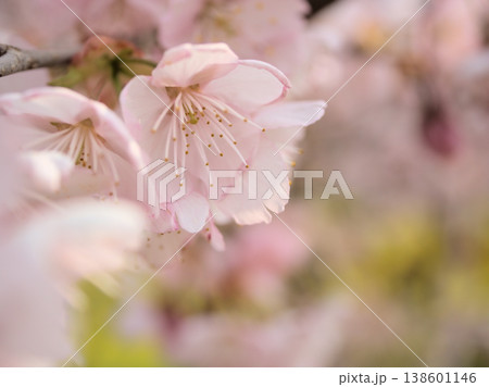 晴れた3月に咲いた美しいサクラの花「伊豆多賀紅(イズタガベニ)」 晴れた3月に咲いた美しいサクラの花「伊豆多賀紅(イズタガベニ)」 138601146