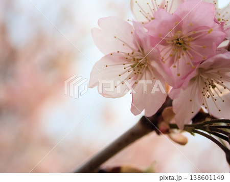晴れた3月に咲いた美しいサクラの花「伊豆多賀紅(イズタガベニ)」 晴れた3月に咲いた美しいサクラの花「伊豆多賀紅(イズタガベニ)」 138601149