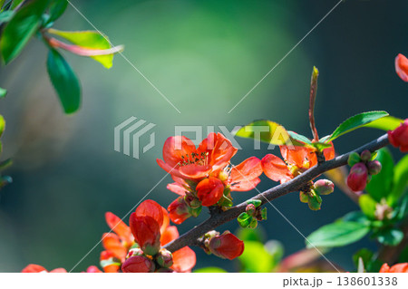庭のボケの花 138601338
