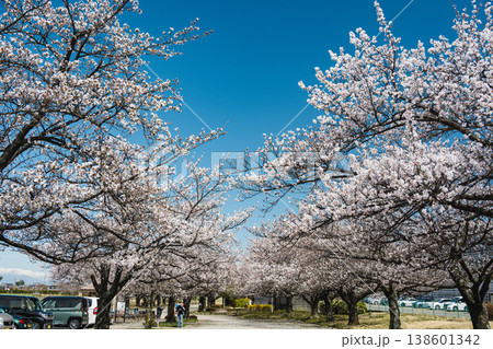 晴れた日の桜並木 晴れた日の桜並木 138601342