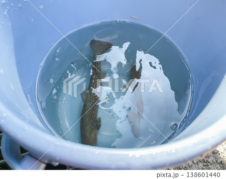 清流の川で釣った渓流の女王、ヤマメ(あまご)。バケツに離したところ。 138601440