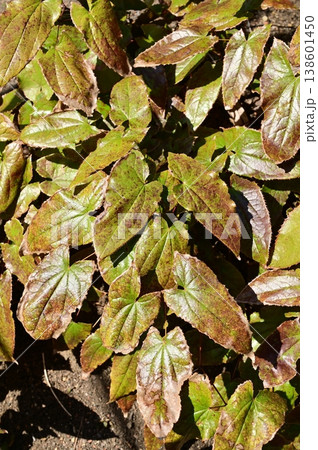 ホザイキノイカリソウ（メギ科）の葉っぱ 138601450