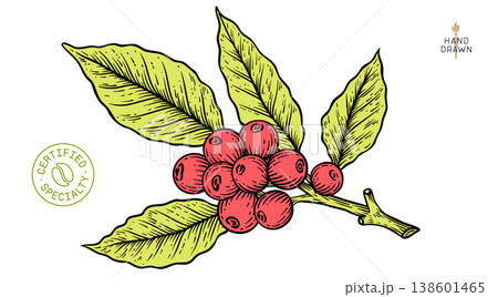 Vintage coffee branch bean plant sketch Vintage coffee branch bean plant sketch 138601465