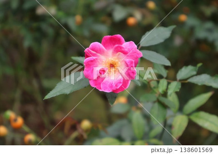 少しずつ花びらを開きながら、秋の深まりとともに色を増していく 少しずつ花びらを開きながら、秋の深まりとともに色を増していく 138601569