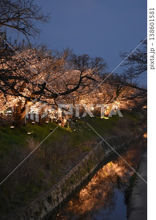 ライトアップされた桜並木 ライトアップされた桜並木 138601581