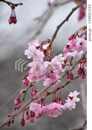 ピンク色の桜 ピンク色の桜 138601583