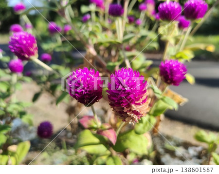 Vibrant Purple Globe Amaranth Flowers in Full Bloom Set Against a Soft-focus Background of Green Foliage and Bright Blue Sky 138601587