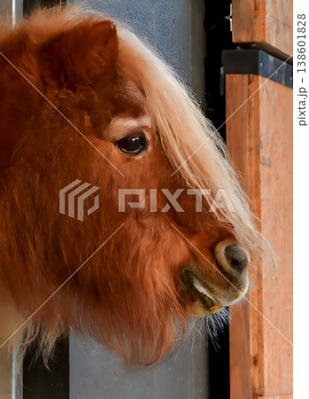 馬房から顔を出す馬 138601828