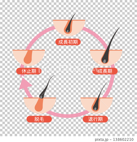 発毛サイクル 138602210