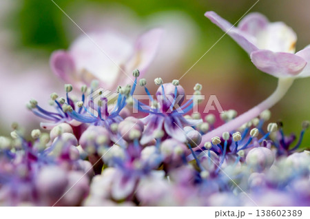 額紫陽花の花（わちゃわちゃ） 138602389