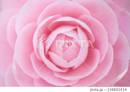 乙女椿の中心部を捉えたクローズアップ 柔らかな花びらが重なる春のピンクの花 乙女椿の中心部を捉えたクローズアップ 柔らかな花びらが重なる春のピンクの花 138602414