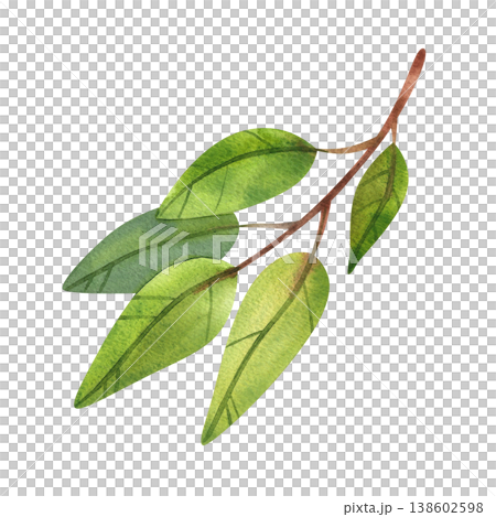 Green branch with leaves, isolated watercolor illustration. Hand drawn image of lush foliage and fresh stems is perfect for wedding typography and decor in a natural style. Green branch with leaves, isolated watercolor illustration. Hand drawn image of lush foliage and fresh stems is perfect for wedding typography and decor in a natural style. 138602598