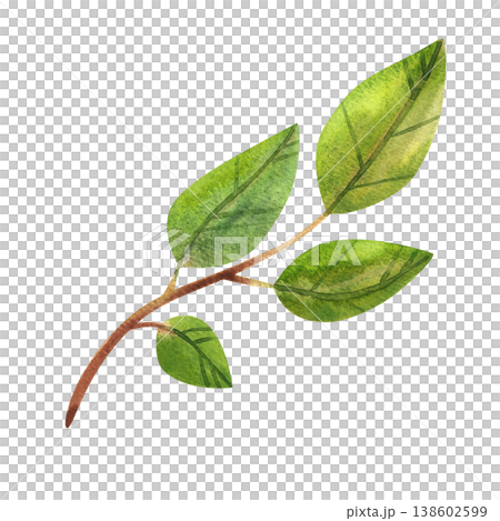 Green branch with leaves, isolated watercolor illustration. Hand drawn image of lush foliage and fresh stems is perfect for natural style wedding prints and decor. Green branch with leaves, isolated watercolor illustration. Hand drawn image of lush foliage and fresh stems is perfect for natural style wedding prints and decor. 138602599