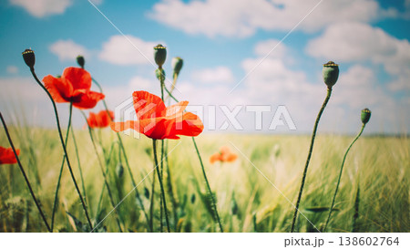 Red poppy flowers and green buds in field under blue sky. ANZAC Day, Australian Gallipoli campaign memorial, Memorial Day, Veterans Day, US military tribute, Commonwealth war graves Red poppy flowers and green buds in field under blue sky. ANZAC Day, Australian Gallipoli campaign memorial, Memorial Day, Veterans Day, US military tribute, Commonwealth war graves 138602764