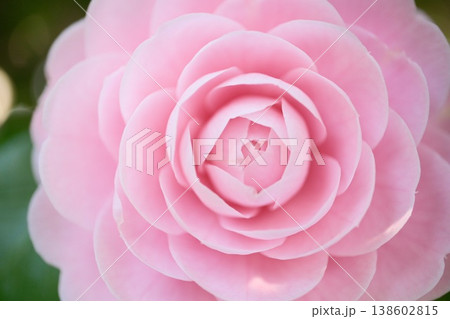 乙女椿の花全体を捉えたクローズアップ　花びらが重なる優しいピンクの春の花 138602815