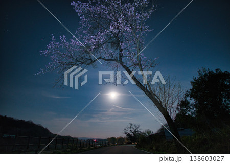 栃木県那須塩原市 満月と満開の夜桜の風景 栃木県那須塩原市 満月と満開の夜桜の風景 138603027