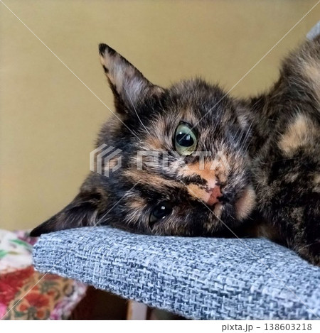見つめるサビ猫 138603218