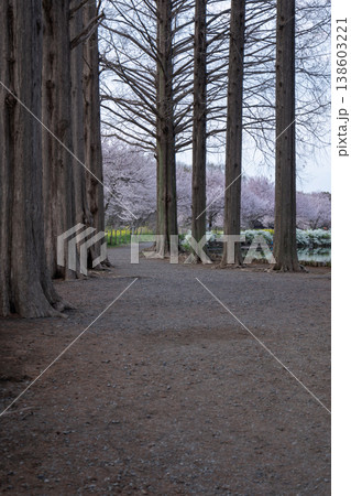 上尾市丸山公園のメタセコイア並木の間から望む満開の桜と春の風景 上尾市丸山公園のメタセコイア並木の間から望む満開の桜と春の風景 138603221