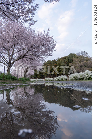 雨上がりの公園で水たまりに映り込む満開のエドヒガンザクラとユキヤナギ 雨上がりの公園で水たまりに映り込む満開のエドヒガンザクラとユキヤナギ 138603224