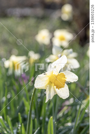 雨上がりの水滴が輝く、花壇に咲いたスイセンの花 138603226