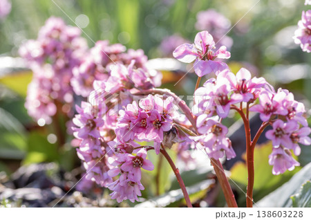 春の光を浴びて輝く満開のヒマラヤユキノシタの花 138603228