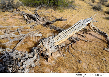 Old Saguaro Cactus Sonora desert Arizona 138603238